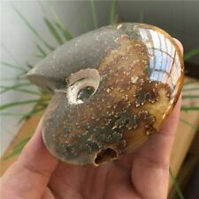 269g RARE Ammonite Fossil Specimen Shell Healing Madagascar #A159 picture