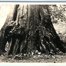 1910s Vancouver B.C Giant Cedar Stanley Park RPPC Real Photo Gowen Sutton A9 picture