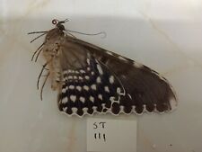 THYSANIA AGRIPPINA A1  from Peru, with data.  picture