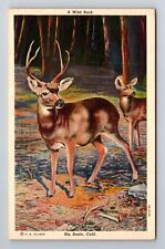Big Basin CA-California, A Wild Buck, Antique Vintage c1939  Souvenir Postcard picture