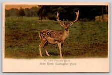 Animal~New York Zoological Park~Fallow Deer~1905 Undivided Back Postcard picture