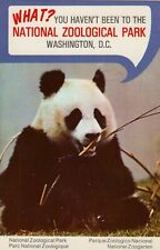 Vintage Postcard  LING LING PANDA AT ZOO  WASHINGTON D.C   UNPOSTED picture