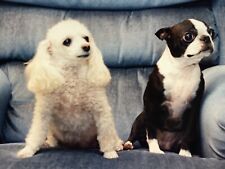 AvG) 4x6 Found Photo Photograph Adorable Boston Terrier And Poodle Sharing Chair picture