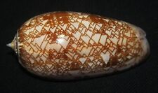 78 mm RARE Oliva Porphyria Olive Seashell From Panama DEEP WATER GREAT #A4 picture