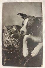 Terrier Dog Puppy w Cat MT Sheahan Cute Antique Postcard 1908 picture