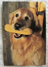 Vintage AgriGene Seed Research,Des Moines,Iowa IA, Dog with Ear of Corn Postcard picture