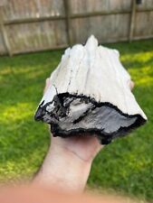 Texas Petrified Live Oak Wood 12x5x3 Black Stenciling Layer Beaumont Formation picture