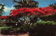 Honolulu HI Hawaii, The Flame Tree, Royal Poinciana Tree, Vintage Postcard picture