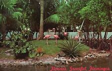 Vintage Postcard 1967 Graceful Flamingos Parade Amidst Tropical Florida Fla. picture