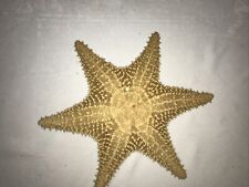 Rare 12” 6 Point Natural Starfish picture