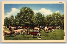 Farm Scene Cows In Feild Linen Postcard picture