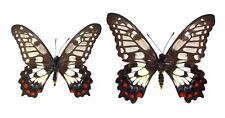 LEPIDOPTERA, PAPILIONIDAE, PAPILIO ANACTUS, pair AUSTRALIA (mounted butterfly) picture