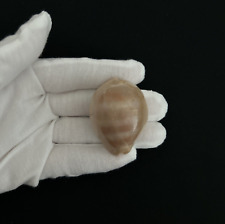 Cypraea (Lyncina) sulcidentata, BIG size 44mm, cowrie seashell from Oahu, Hawaii picture