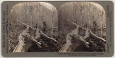 COLORADO SV - Bobcat Hunting - Keystone View Co 1920s picture