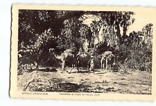 Old Vintage Camels Postcard of AFRICA ORIENTALE Carovana di frutti di Paima Dun picture