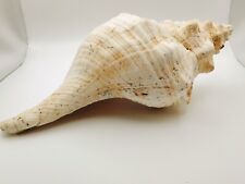 Large Natural Conch Shell 12
