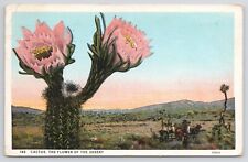 Arizona Cactus Flower Of The Desert 1931 White Border Postcard picture