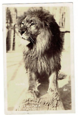 RPPC Numa from Gay's Lion Farm El Monte California CA Postcard picture