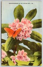 Rhododendron Pocono Mountains Pennsylvania Flower Butterfly Vintage UNP Postcard picture