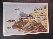 90s postcard Current Inc seagull watercolor painting art unposted picture