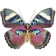 Euphaedra verso pink butterfly Africa UNMOUNTED/WINGS CLOSED picture