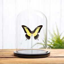 Androgeus Swallowtail Taxidermy Butterfly in Glass Dome (Papilio androgeus epida picture