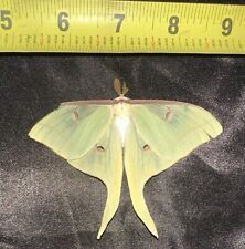 Reared Ex-Pupa Male Luna Silk Moth Actias luna Saturniidae Lepidoptera picture