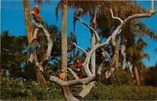 Tampa Florida Busch Gardens Parrot Tree Anheuser-Busch Brewery Postcard picture
