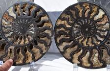 RARE HUGE Split Ammonite PAIR Deep Crystals XXXLRG 9.7