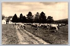 RPPC Guernsey Herd Arcadia Valley Cows Ozark Mountains Real Photo Missouri P687 picture