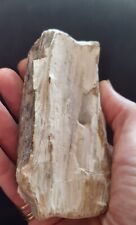 Petrified fossilized wood from France Oise 13.5 cm x 7 cm x 4 cm 419 gr picture