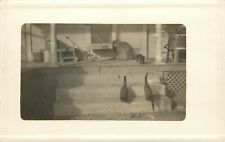 c1910 RPPC Postcard 3 Black Cats on Porch Steps of House, Unknown US Location picture