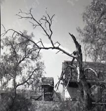 A14 Original Negative 1965 Collinsville CA old House dead tree 576a picture