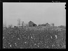 Cotton. Greene County,Arkansas,AR,Farm Security Administration,1940,FSA picture