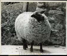 1969 Press Photo Sheep on unoccupied farm in Blanchardville, Wisconsin picture