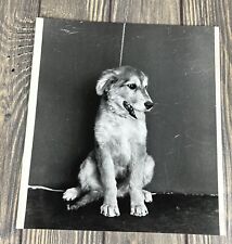 Vintage 1984 Jeff’s Pet Malcolm Dog Photograph 8” x 8.75”￼ picture