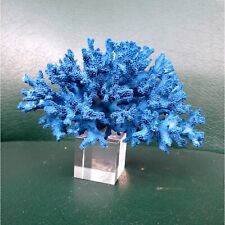 Real blue coral decor,coral with crystal base, beautiful natural coral, aquarium picture