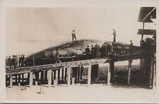 RPPC Postcard Giant Whale on Dock of Ocean  picture