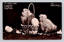 RPPC Chicks in Basket 