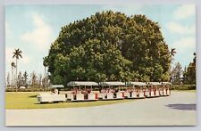 Postcard Hialeah Tram Train Florida picture