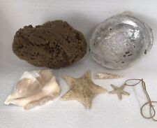 Coastal Grandma Starter Kit of Assorted Sea Shells and Sponge picture
