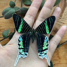 Urania leilus REAL BUTTERFLY Dayflying Moth BRILLIANT COLORS Fast from USA picture