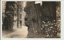 Eureka California RPPC Redwood Burl + Dogwood Real Photo Postcard CA 1935 POSTED picture