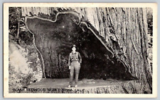 Antique Postcard~ Man Standing In Cut Our Of Giant Redwood Tree~ Eureka, CA picture