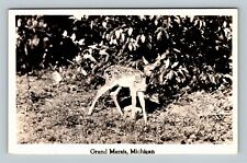 RPPC, Grand Marals MI, Fawn, Deer, Real Photo Michigan Vintage Postcard picture