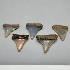 Group of 5 Very Colorful Fossil GREAT WHITE Shark Teeth - Peru picture