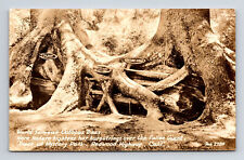 RPPC Octopus Tree Redwood Highway California CA Real Photo Postcard picture