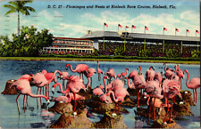 Vintage 1949 Pink Flamingos, Hialeah Race Track Grandstand, Florida FL Postcard  picture