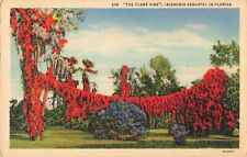 Miami FL Florida, Colorful Flame Vine, Bignonia Venusta, Poem, Vintage Postcard picture