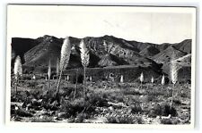 1930s Postcard California Yuccas Rppc Real Photo Frashers Palmdale CA picture